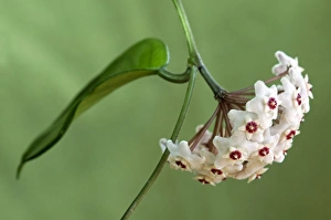 Flower umbel of a Wax Plant -Hoya carnosa- Flower umbel of a Wax Plant -Hoya carnosa-
