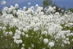 Flowering cotton grass -Eriophorum-, Koller Filze bog, Nicklheim, Bavaria, Germany, Europe Flowering cotton grass -Eriophorum-, Koller Filze bog, Nicklheim, Bavaria, Germany, Europe