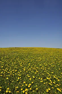 Flowering dandelion meadow -Taraxacum- against a blue sky, Weiher, Middle Franconia Flowering dandelion meadow -Taraxacum- against a blue sky, Weiher, Middle Franconia