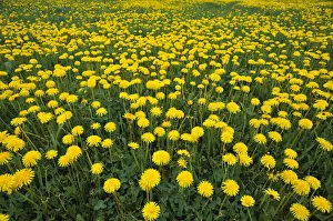 Flowering dandelion meadow -Taraxacum sect. Ruderalia-, Weissenohe, Franconian Switzerland, Upper Franconia, Bavaria Flowering dandelion meadow -Taraxacum sect. Ruderalia-, Weissenohe, Franconian Switzerland, Upper Franconia, Bavaria