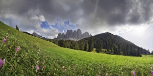 Flowering mountain pasture after a thunderstorm at Zanser Alm alp with the Geisler Group Flowering mountain pasture after a thunderstorm at Zanser Alm alp with the Geisler Group