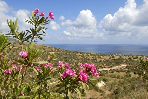 Flowering Oleander (Nerium oleander), landscape with sea near Latchi, Akamas, Southern Cyprus, Republic of Cyprus Flowering Oleander (Nerium oleander), landscape with sea near Latchi, Akamas, Southern Cyprus, Republic of Cyprus