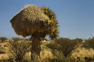 Flowering Quiver Tree or Kokerboom -Aloe dichotoma- with a weavers nest, Kenhardt, Northern Cape, South Africa, Africa Flowering Quiver Tree or Kokerboom -Aloe dichotoma- with a weavers nest, Kenhardt, Northern Cape, South Africa, Africa