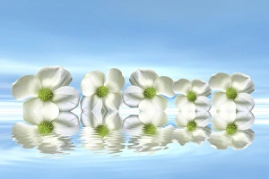 Flowers on the water with mirroring, 3D graphics Flowers on the water with mirroring, 3D graphics