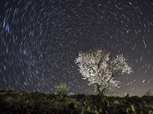 Flowery almond-tree one night of starred of spring Flowery almond-tree one night of starred of spring