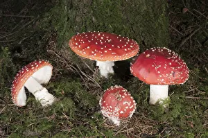 Fly Agaric -Amanita muscaria-, Untergroeningen, Baden-Wuerttemberg, Germany, Europe Fly Agaric -Amanita muscaria-, Untergroeningen, Baden-Wuerttemberg, Germany, Europe