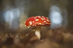 Fly agaric or fly amanita (Amanita muscaria) amongst leaves, Emsland, Lower Saxony Fly agaric or fly amanita (Amanita muscaria) amongst leaves, Emsland, Lower Saxony