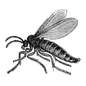 Fly - Dark-winged fungus gnats (Sciara militaris) Fly - Dark-winged fungus gnats (Sciara militaris)