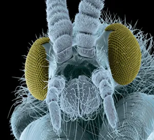 Fly head, colored scanning electron micrograph Fly head, colored scanning electron micrograph
