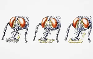 Fly ingesting liquidized food using proboscis Fly ingesting liquidized food using proboscis