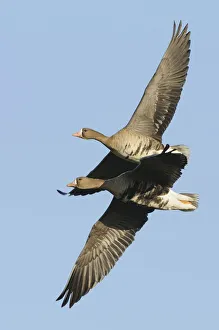 Collections/imagebroker collection/flying greater white fronted geese anser Collections/imagebroker collection/flying greater white fronted geese anser