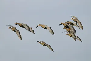 Flying Greater white-fronted Geese -Anser albifrons-, Bislicher Insel, Wesel, Lower Rhine region Flying Greater white-fronted Geese -Anser albifrons-, Bislicher Insel, Wesel, Lower Rhine region