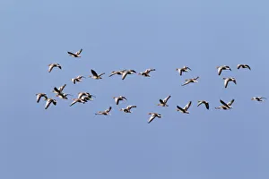 Flying greylag geese -Anser anser-, bird migration, fall migration, Western Pomerania Lagoon Area National Park, Mecklenburg-Western Pomerania, Germany Flying greylag geese -Anser anser-, bird migration, fall migration, Western Pomerania Lagoon Area National Park, Mecklenburg-Western Pomerania, Germany