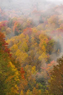 Fog over autumn colored forest, North Carolina, USA Fog over autumn colored forest, North Carolina, USA