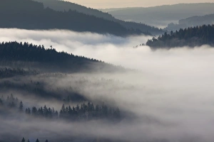 Fog in the Black Forest above Schluchsee Lake, Breisgau in the Black Forest Fog in the Black Forest above Schluchsee Lake, Breisgau in the Black Forest
