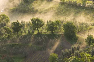 Fog wafting through trees below Montalcino, Tuscany, Italy Fog wafting through trees below Montalcino, Tuscany, Italy