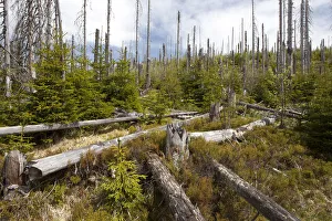 Forest dieback near Siebensteinkopf Mountain in the Bavarian Forest, Bavaria, Germany Forest dieback near Siebensteinkopf Mountain in the Bavarian Forest, Bavaria, Germany
