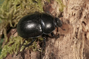 Forest Dung Beetle -Anoplotrupes stercorosus- Untergroeningen, Baden-Wuerttemberg, Germany, Europe Forest Dung Beetle -Anoplotrupes stercorosus- Untergroeningen, Baden-Wuerttemberg, Germany, Europe