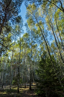 The forest at Fontmort, the National Park of Cevennes, Languedoc Roussillon, France The forest at Fontmort, the National Park of Cevennes, Languedoc Roussillon, France