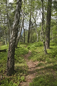 Forest on Mt. Teichstein, Saxon Switzerland, Elbsandsteingebirge Elbe Sandstone Mountains, Saxony, Germany, Europe Forest on Mt. Teichstein, Saxon Switzerland, Elbsandsteingebirge Elbe Sandstone Mountains, Saxony, Germany, Europe