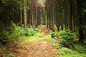 Forest path lit up by sunlight in Czech Republic Forest path lit up by sunlight in Czech Republic