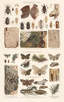 Forest pest: beetles and moth, chromolithograph, published in 1897 Forest pest: beetles and moth, chromolithograph, published in 1897