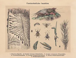 Forest pests, hand-colored lithograph, published in 1887 Forest pests, hand-colored lithograph, published in 1887
