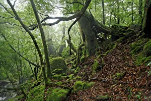 Forest Plants, Yakushima Island, Kagoshima Prefecture, Japan Forest Plants, Yakushima Island, Kagoshima Prefecture, Japan