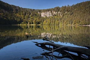 Forest being reflected in lake Feldsee, Feldberg, Black Forest mountain range, Baden-Wuerttemberg, Germany, Europe Forest being reflected in lake Feldsee, Feldberg, Black Forest mountain range, Baden-Wuerttemberg, Germany, Europe