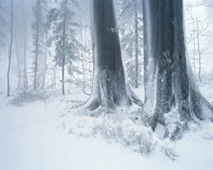 Forest in winter with frost, fog and snow, Battertfelsen, Baden-Baden, Black Forest Forest in winter with frost, fog and snow, Battertfelsen, Baden-Baden, Black Forest