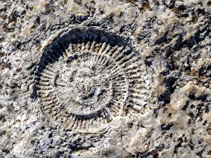 Science art/paleontology art illustrations/fossil ammonites outdoors nature Science art/paleontology art illustrations/fossil ammonites outdoors nature