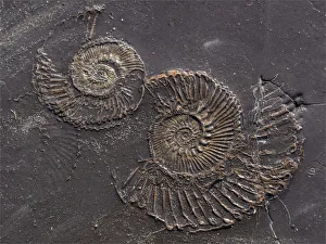 Fossil at Kimmeridge bay, Jurassic coastline of Dorset, England, UK Fossil at Kimmeridge bay, Jurassic coastline of Dorset, England, UK