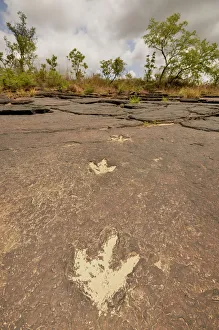 Fossilized footprints of a Tyrannosaurus rex near the village of Mananga, Cameroon Fossilized footprints of a Tyrannosaurus rex near the village of Mananga, Cameroon