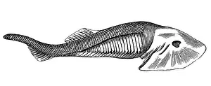 Fossils from the Paleozoic Era ,Eucephalaspis Lyelli (fish) Fossils from the Paleozoic Era ,Eucephalaspis Lyelli (fish)