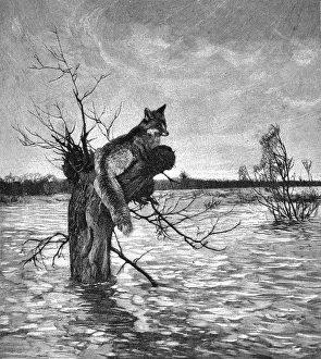 Fox escapes to the tree from flooding - 1896 Fox escapes to the tree from flooding - 1896