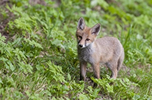 Fox -Vulpes vulpes-, pup standing in a meadow, Tyrolean Unterland, Tyrol, Austria Fox -Vulpes vulpes-, pup standing in a meadow, Tyrolean Unterland, Tyrol, Austria