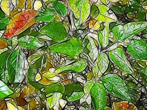Abstract Fractals Prints: Fractal graphics, abstract