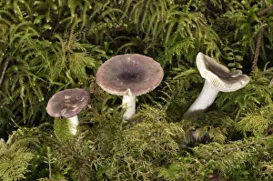 Fragile Brittlegill -Russula fragilis-, Untergroeningen, Baden-Wuerttemberg, Germany, Europe Fragile Brittlegill -Russula fragilis-, Untergroeningen, Baden-Wuerttemberg, Germany, Europe