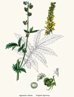 Fragrant agrimony plant 19th century illustration Fragrant agrimony plant 19th century illustration