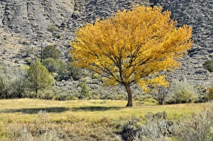 Fremont cottonwood or Alamo cottonwood tree -Populus fremontii-, in the Adobe Buttes Fremont cottonwood or Alamo cottonwood tree -Populus fremontii-, in the Adobe Buttes