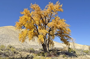 Fremont cottonwood -Populus fremontii-, autumn leaves, Adobe Buttes, Ward Creek Road Fremont cottonwood -Populus fremontii-, autumn leaves, Adobe Buttes, Ward Creek Road