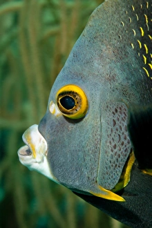 Photographers/paul souders photography/french angelfish bonaire Photographers/paul souders photography/french angelfish bonaire