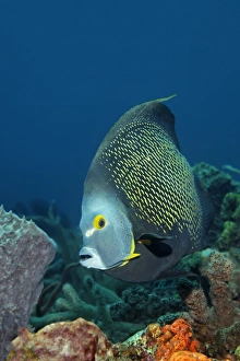 French Angelfish -Pomacanthus paru- above coral reef, Little Tobago, Trinidad and Tobago French Angelfish -Pomacanthus paru- above coral reef, Little Tobago, Trinidad and Tobago