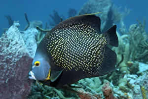 Two French Angelfishes -Pomacanthus paru- above coral reef, Little Tobago, Trinidad and Tobago Two French Angelfishes -Pomacanthus paru- above coral reef, Little Tobago, Trinidad and Tobago