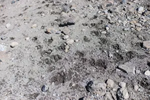 Fresh animal spoor at high elevation, Northern Circuit, Mount Kilimanjaro, Kilimanjaro Region, Tanzania Fresh animal spoor at high elevation, Northern Circuit, Mount Kilimanjaro, Kilimanjaro Region, Tanzania