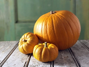 Fresh orange mini pumpkins and big pumpkins Fresh orange mini pumpkins and big pumpkins
