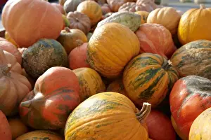 Colorful Pumpkins Prints: Fresh whole pumpkins and squashes