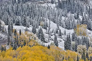 Fresh snow fall in autumn, Kebler Pass, Colorado, USA Fresh snow fall in autumn, Kebler Pass, Colorado, USA