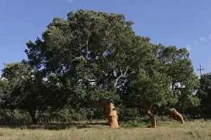 Freshly peeled Cork Oaks -Quercus suber-, Aglientu, Sardinia, Italy Freshly peeled Cork Oaks -Quercus suber-, Aglientu, Sardinia, Italy