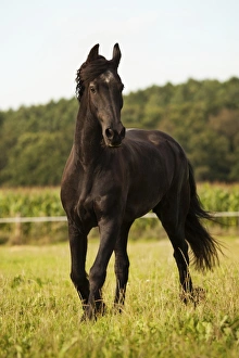 Friesian horse, mature gelding on a meadow Friesian horse, mature gelding on a meadow